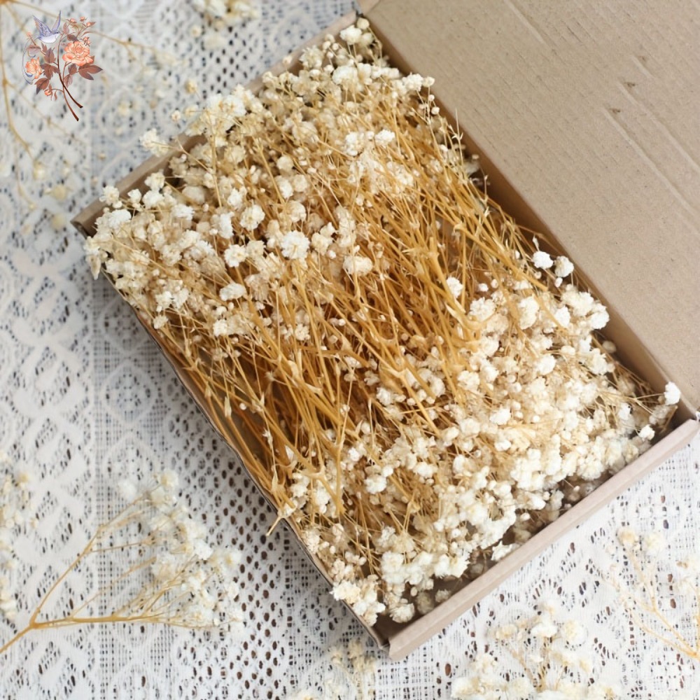 100pcs Mini Dried Baby's Breat - Embellish Craft avaliação e preço